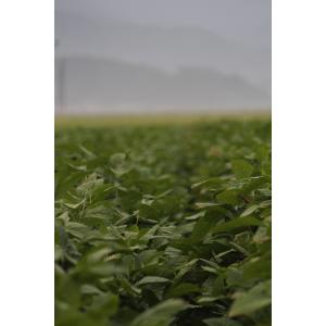 ■限定予約【農家限定朝採り直送品】 山形県鶴岡...の詳細画像5