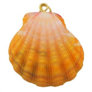 サンライズシェル ハワイの大自然が作り出した希少なサンライズシェル