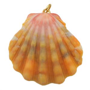 サンライズシェル ハワイの大自然が作り出した希少なサンライズシェル