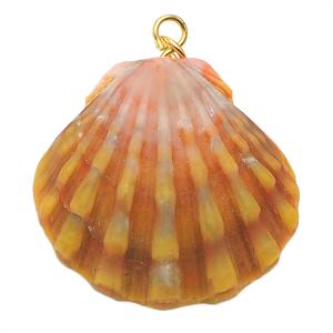 サンライズシェル ハワイの大自然が作り出した希少なサンライズシェル