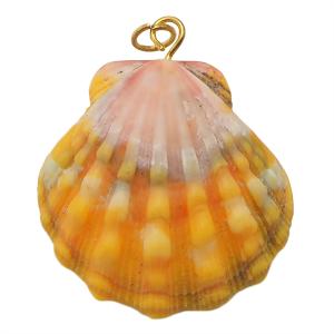 サンライズシェル ハワイの大自然が作り出した希少なサンライズシェル