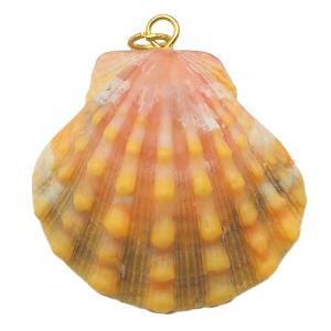 サンライズシェル ハワイの大自然が作り出した希少なサンライズシェル