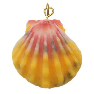 サンライズシェル ハワイの大自然が作り出した希少なサンライズシェル