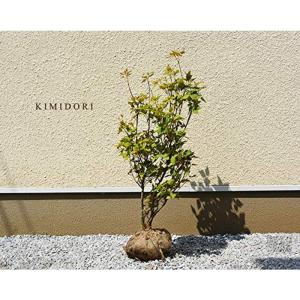 洋風庭木低木 花 ガーデニング の商品一覧 通販 Yahoo ショッピング