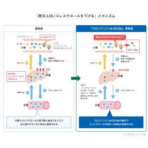 【BBセール】「24本」 伊右衛門プラス コレ...の詳細画像3