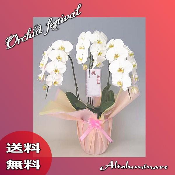 大輪　胡蝶蘭　白コチョウラン　３本立ち　25輪　お祝い 開店祝い