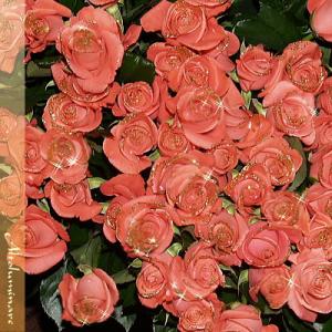 輝くピンクのバラの花束　100本バラのブーケ　ディアマンテピンク100