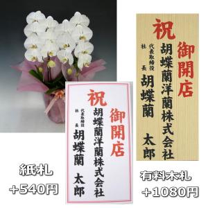 胡蝶蘭 豪華な大輪青いコチョウラン5本立て チ...の詳細画像2