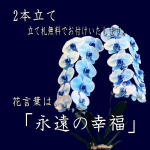 胡蝶蘭 豪華な大輪青いコチョウラン5本立て チ...の詳細画像4