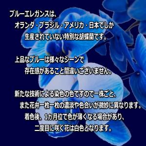 胡蝶蘭 豪華な大輪青いコチョウラン5本立て チ...の詳細画像5