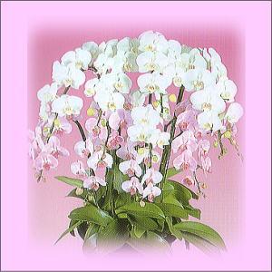 コチョウラン　豪華な大輪スタンダードお任せコチョウラン鉢物