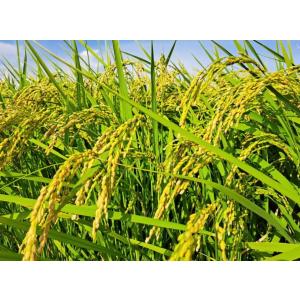 令和7年度 茨城県産 コシヒカリ無洗米 5キロの詳細画像3