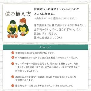 公式 モリンガの種 自家栽培 家庭菜園用 モリ...の詳細画像2
