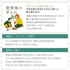 公式 モリンガの種 自家栽培 家庭菜園用 モリ...の詳細画像3