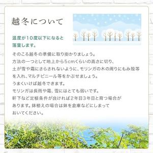 公式 モリンガの種 自家栽培 家庭菜園用 モリ...の詳細画像4