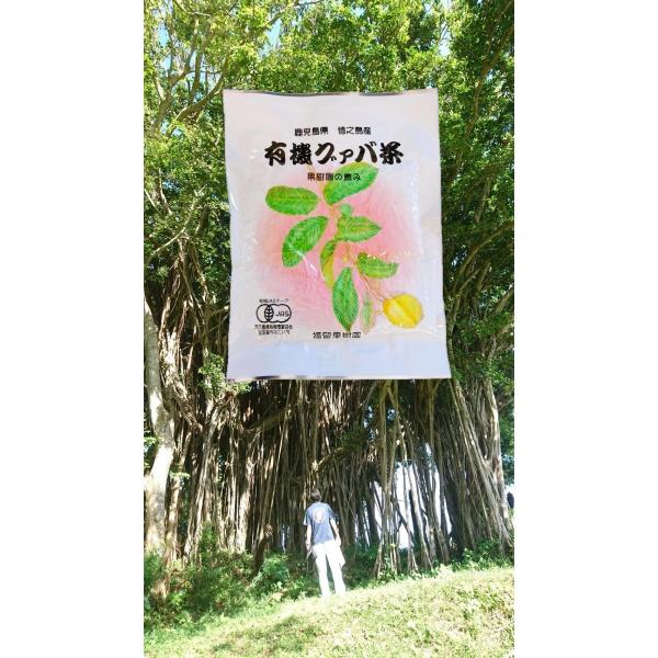 グァバ茶ティーパック　3g×15袋　JAS認定　有機栽培茶葉使用　福留果樹園　