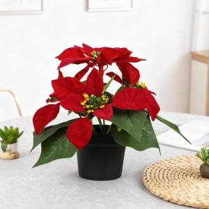 鉢植えのポインセチア クリスマスフラワーアレン...の詳細画像1