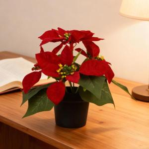 鉢植えのポインセチア クリスマスフラワーアレン...の詳細画像2