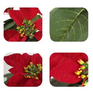 鉢植えのポインセチア クリスマスフラワーアレン...の詳細画像3