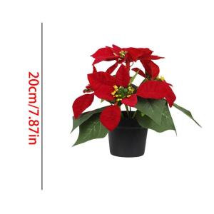 鉢植えのポインセチア クリスマスフラワーアレン...の詳細画像4