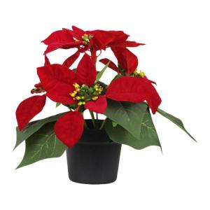 鉢植えのポインセチア クリスマスフラワーアレン...の詳細画像5
