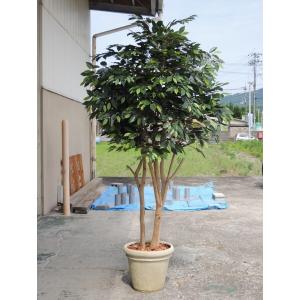 大型サイズ ベンジャミン 立ち木　高さ 220cm (人工観葉植物 造花 樹木 造木 フェイクグリーン インテリア ディスプレイ 置物 植栽 飾り)