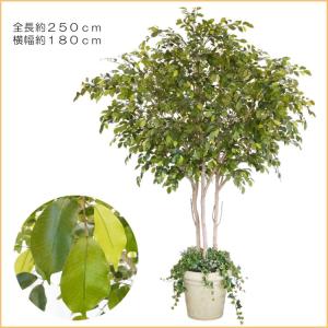 大型商品 ベンジャミン 組み立て式 250cm...の詳細画像1