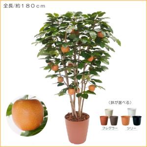 梨 の木 180cm (ナシ なし 造花 人工...の詳細画像1