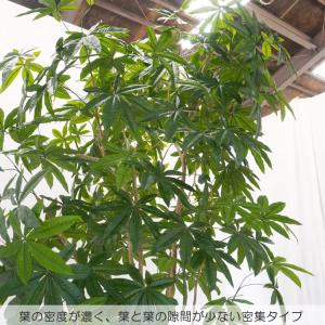 パキラ 280cm (フェイクグリーン 特大 ...の詳細画像3