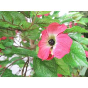 ハナミズキツリー ピンク 150cm (花水木...の詳細画像3