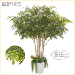 傘状に広がる シマトネリコの木 高さ230cm...の詳細画像1
