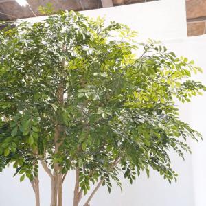 傘状に広がる シマトネリコの木 高さ230cm...の詳細画像2
