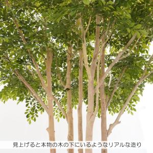 傘状に広がる シマトネリコの木 高さ230cm...の詳細画像4