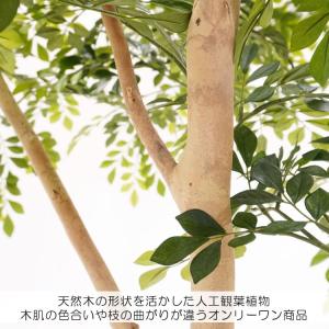 傘状に広がる シマトネリコの木 高さ230cm...の詳細画像5