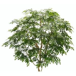 大きい シマトネリコ の木 高さ230cm (...の詳細画像1