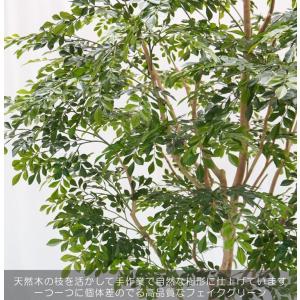 大きい シマトネリコ の木 高さ230cm (...の詳細画像2