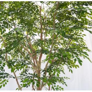 大きい シマトネリコ の木 高さ230cm (...の詳細画像3