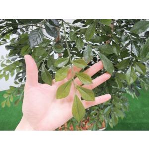 シマトネリコ パーテーション 180cm(間仕...の詳細画像2