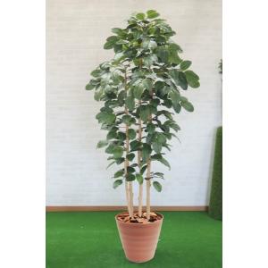 菩提樹 210cm (ベンガレンシス 造花 ボダイジュ インテリア グリーン 人工 観葉植物 おしゃれ 大型 グリーン プラント 室内 2.1m)｜ambix