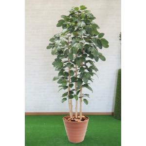 ウンベラータ 210cm (鉢植え 造花 インテリア 観葉植物 おしゃれ 大型 