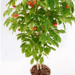 さくらんぼ の木 180cm (チェリー 造花...の詳細画像3