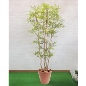 シマトネリコ ツリー 200cm 4本株立 (明るい葉 造花 観葉植物 インテリア 人工 植栽 2m 装飾 ディスプレイ アレンジ 緑化)｜ambix