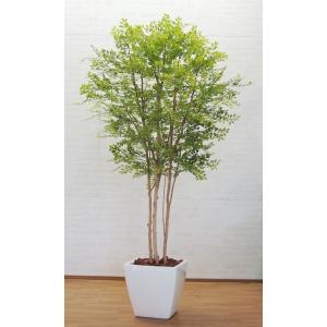 シマトネリコ 高さ230cm(大型サイズ 人工観葉植物 明るい葉 インテリア 造花 樹木 造木 フェイクグリーン 室内向け ゴールデンリーフ)｜ambix