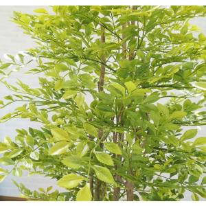 シマトネリコ 230cm (明るい葉 造花 人...の詳細画像1