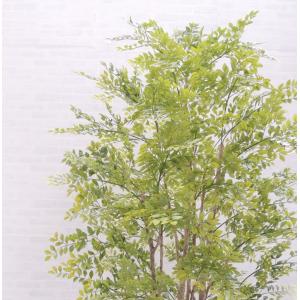 シマトネリコ の木 230cm (明るめの葉 ...の詳細画像1