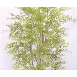 シマトネリコ の木 230cm (明るめの葉 ...の詳細画像2
