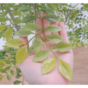 シマトネリコ の木 230cm (明るめの葉 ...の詳細画像4