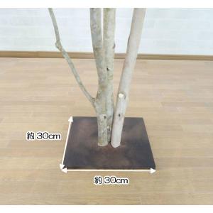 シマトネリコ の木 230cm (明るめの葉 ...の詳細画像5