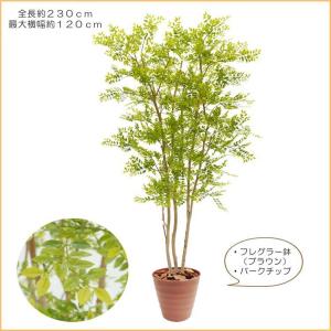 ヒマラヤソケイ 230cm (シマトネリコ 造...の詳細画像2