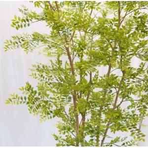 ヒマラヤソケイ 230cm (シマトネリコ 造...の詳細画像4